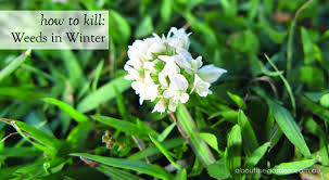Winter Grass Weed How To Kill Weeds
