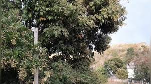 Veja a árvore que produz sabão naturalmente - Agron ...
