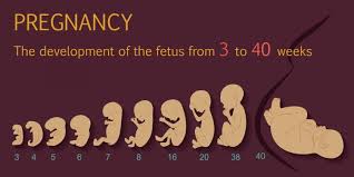 Fetal Development Lifesite