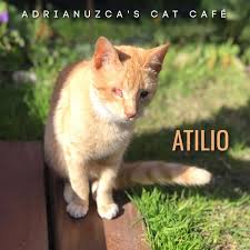 Adrianuzca's CAT CAFÉ - Home | Facebook