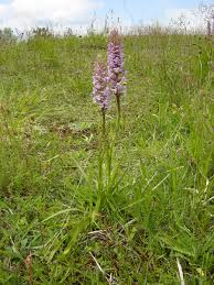 Biological Flora of the British Isles: Gymnadenia conopsea s.l. ...