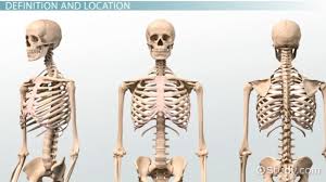 bone marrow anatomy types functions