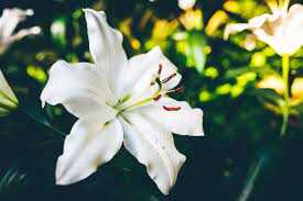 are lilies poisonous to dogs the dog