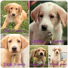 Each pet profile will contain a link to an online application. Lafayette In Golden Retriever Meet Puppies A Pet For Adoption