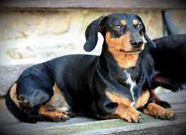 best age to neuter a male dachshund