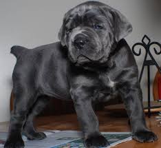Stay updated about cane corso puppies for sale in uk. Cane Corso Puppies Cane Corso Puppy For Sale Breedings Cane Corso Puppies Cane Corso Cane Corso Dog