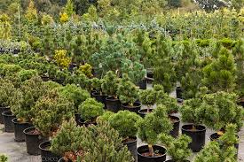 Conifer Articles American Conifer Society