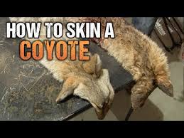 how to skin a coyote