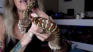 snake bredli carpet python