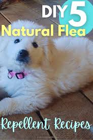 natural flea repellent recipes for dogs