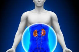 Imagini pentru functionare rinichi