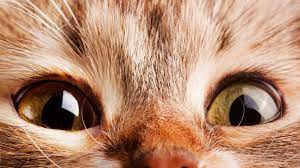 Dlaczego koty boją się ogórków? Naukowiec wyjaśnia. - National Geographic