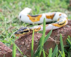 complete ball python care sheet snake