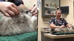 This is a very useful way of providing additional fluids to cats and helping to manage and prevent dehydration. Instructional Videos Cat Clinic
