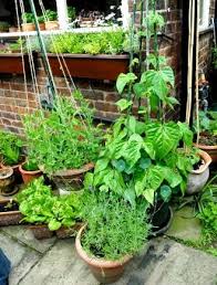Container Vegetable Gardens Growing In