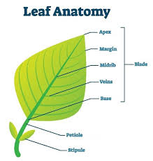 leaf anatomy both internal and
