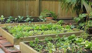 Raised Beds For The Florida Garden