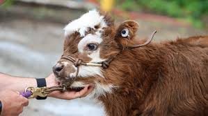 mini highland calf