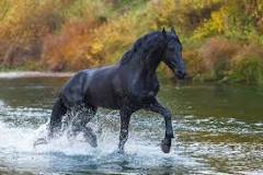 how-much-does-a-friesian-cost