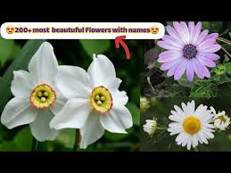 200 most beautiful flowers with names