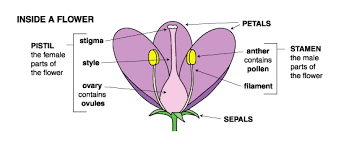 female reive organ of a flower