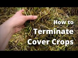 2 Methods For Terminating A Cover Crop
