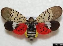 How did spotted lanternfly get here?