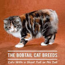 11 bobtail cat breeds the cats with a