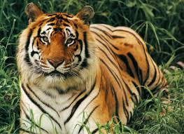 Now the list of tropical rainforest animals is undoubtedly lengthier than that of other biomes on the planet, but that doesn't mean we can afford to lose them to. Endangered Animals In The Rainforest Owlcation Education