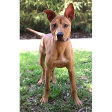 Staffordshire bull terriers are short, muscular and strong, with a body that is greater in length than in height. Runo Medium Male Staffordshire Bull Terrier X Australian Kelpie Mix Dog In Nsw Petrescue