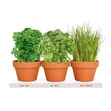 Totalgreen Herbs Grow Kit Terra Cotta