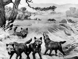 Find the perfect wolf picture from over 2,000 of the best wolf images. Dire Wolf Size Origins Characteristics Britannica