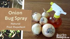 onion bug spray natural pest
