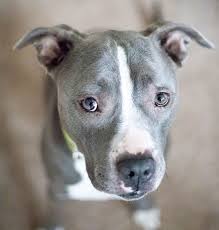 Brindle pattern and or white. Blue Nose Pitbull Facts Fun Pros And Cons Of A Blue Nosed Pup