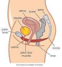 1 women s pelvic floor physical therapy