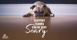dog is afraid of hardwood floors