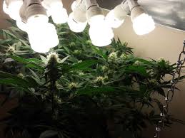 Grow boxes are totally enclosed, containing their own light and ventilation systems, utilizing hydroponics as a growing medium. Cfl Grow Light Cannabis Grow Setup Tutorial Grow Weed Easy