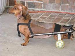 dog wheelchair comparisons for