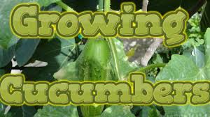 Growing Cucumbers From Seed Start To Finish