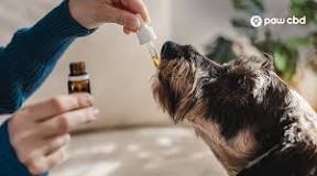 what-can-you-mix-cbd-oil-with-for-dogs