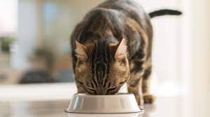 As phosphorus builds up in the bloodstream, your cat will start to feel ill and kidney function declines even more quickly. Low Phosphorus Cat Foods For Kidney Disease Healthy Paws