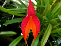 Masdevallia veitchiana | Orchidaceae, Beautiful flowers, Red orchids