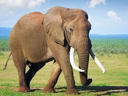 Image result for ‫- الفيل‬‎