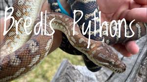 species spotlight bredl s pythons