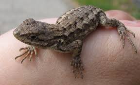 By Request, Fence Lizard – Lee Duigon