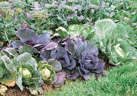 A Winter Vegetable Garden In Northern