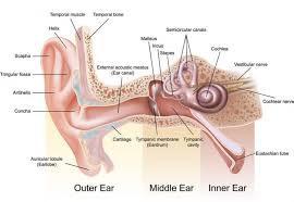 earache 9 effective home remes for