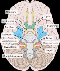 cranial nerves physiopedia