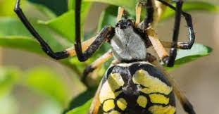 are yellow garden spiders poisonous or