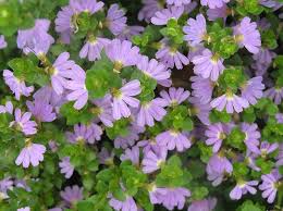 Blooming groundcovers for sunny gardens 15 of the best. Top 10 Subtropical Groundcovers